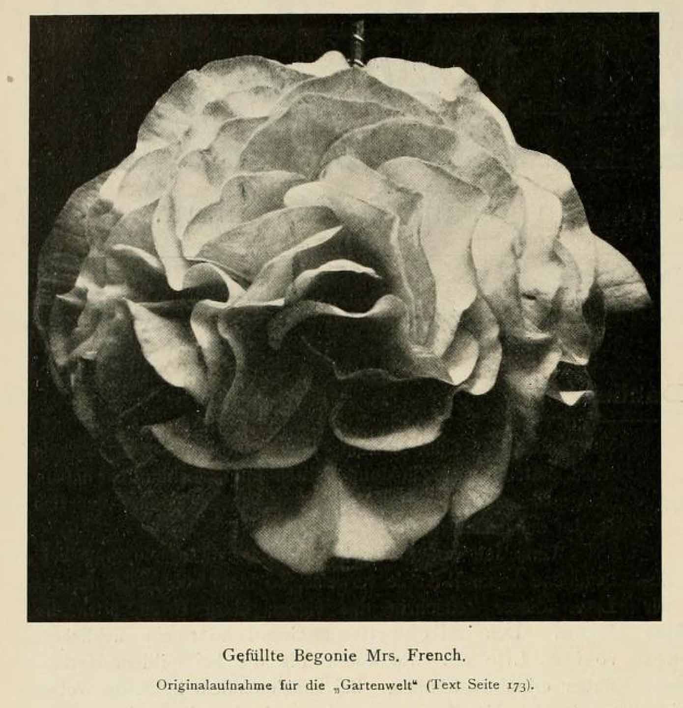 B. ‘Mrs. French’